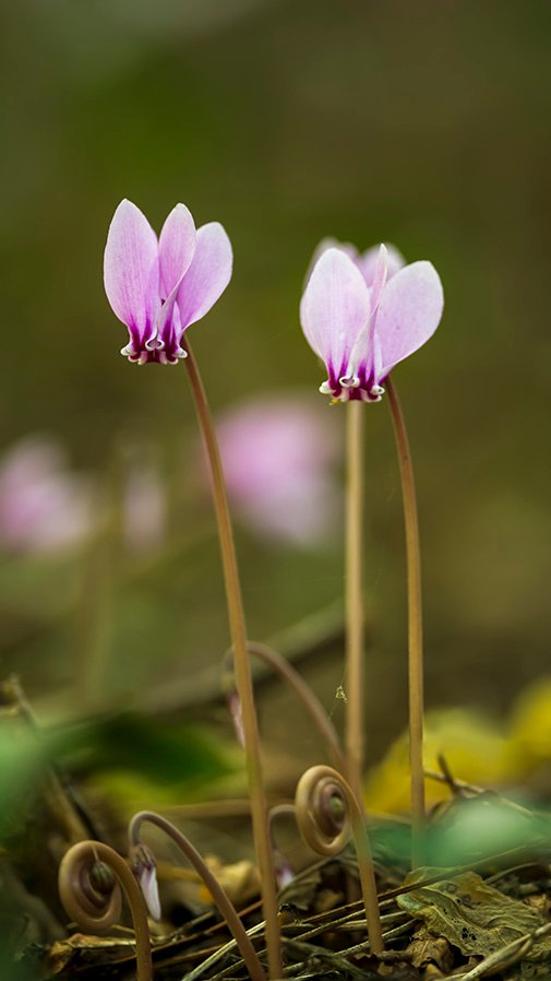 Cyclamen hederifolium 03.jpg