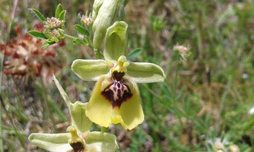 Ophrys lacaitae Lojac. (b).jpg