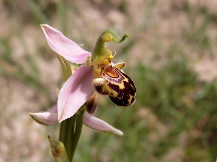 Ophrys apifera Huds. (a).jpg