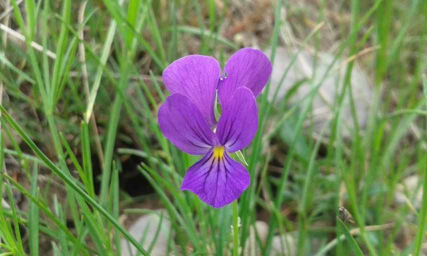 Viola aethnensis subsp. splendida (W. Becker) Merxm. & Lippert (a).jpg