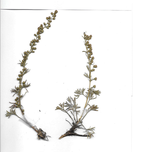 Artemisia alpina (2).png