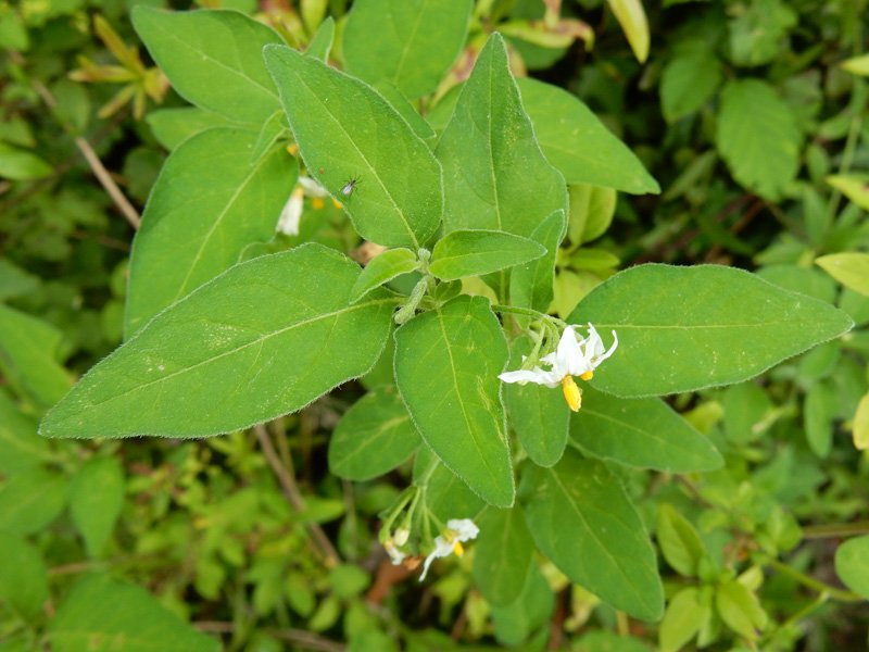 Solanum-chenopodioides---Ponzano.jpg