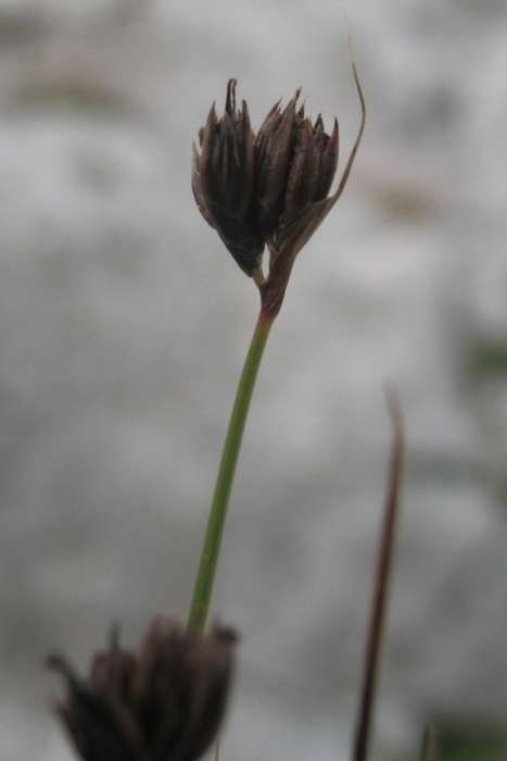 Carex Sart  2015.jpg