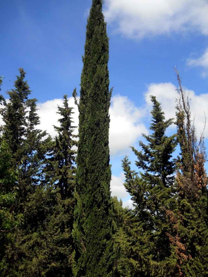 Riforestazione con popolamenti artificiali di conifere