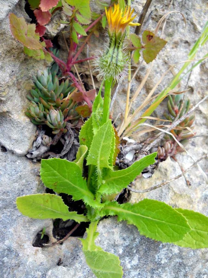 Urospermum-picroides-(L.)-S.jpg
