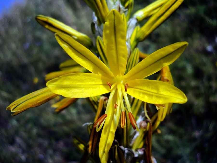 Asphodeline-lutea-(L.)-Rchb.jpg