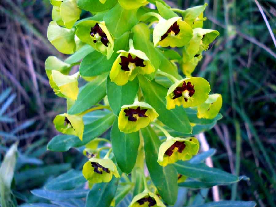 Euphorbia-characias-L.jpg