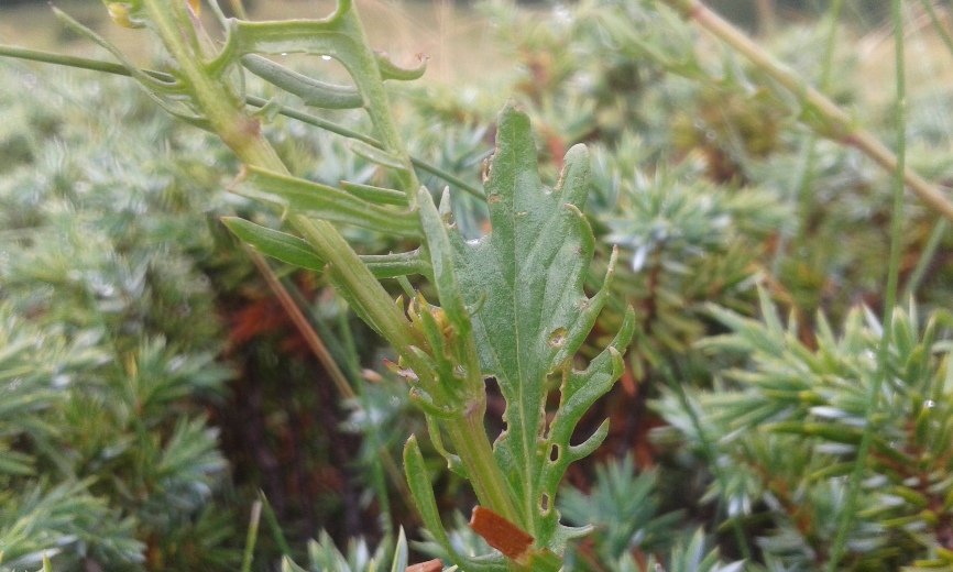 Jacobaea vulgaris subsp. gotlandica (Neuman) B. Nord. (e).jpg