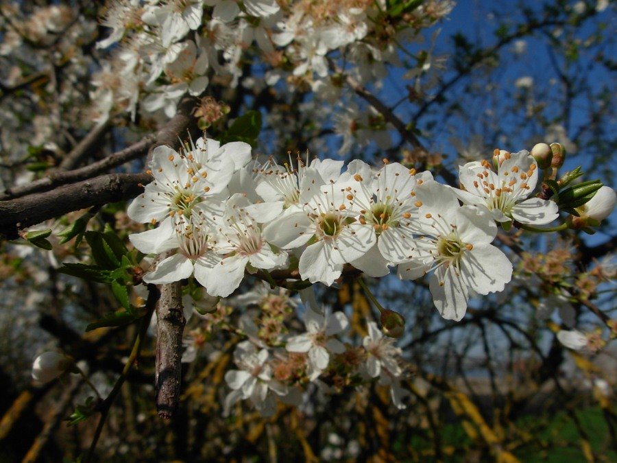 Prunus cerasifera Ehrh-11-03-20 004.JPG