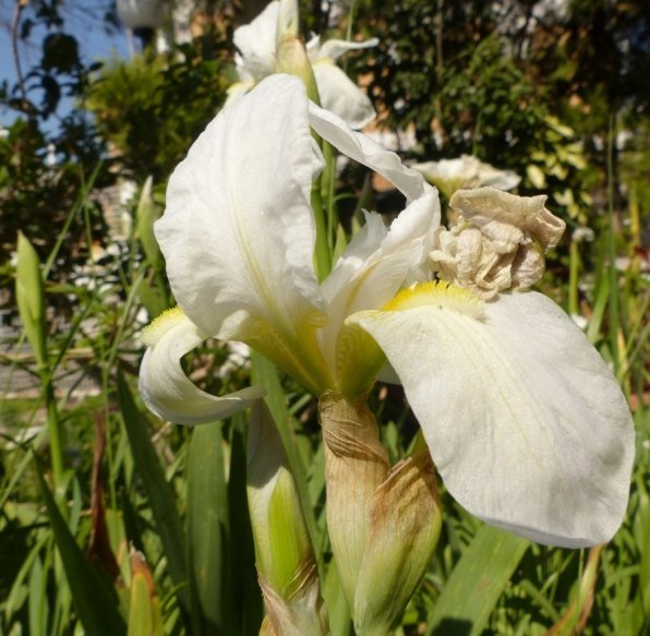 Iris germanica L..JPG