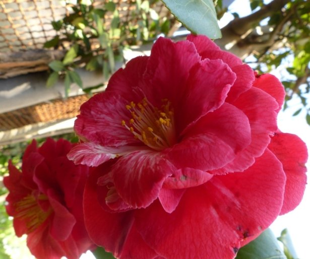 Camellia japonica.JPG