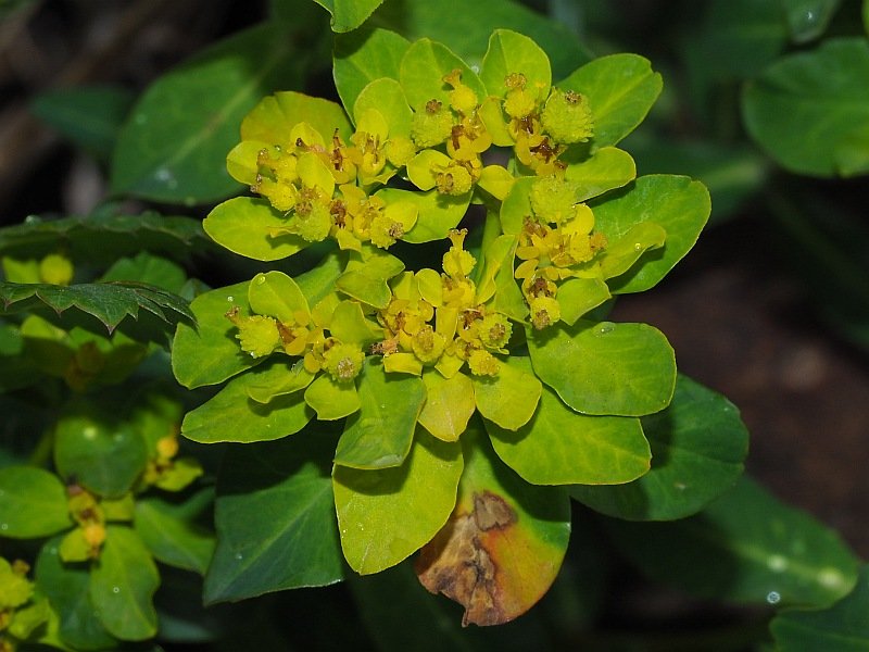 Euphorbia verrucosa1.jpg