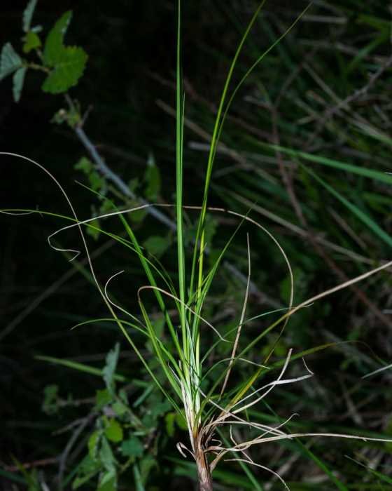 Carex 6.jpg