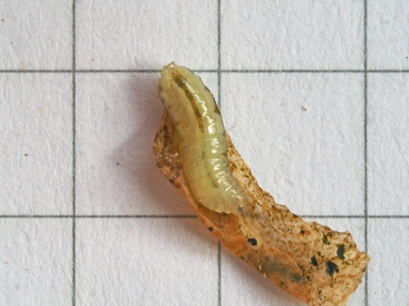 Euleia_heraclei - larva - LC_Pasturo_Rif_Riva (6).jpg