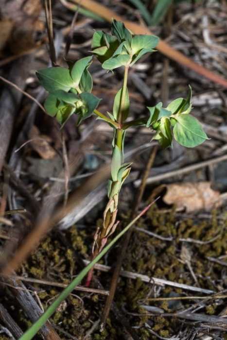 Euphorbia 2.jpg