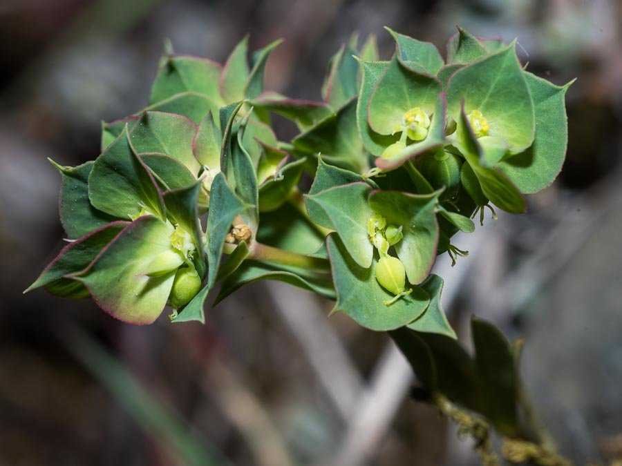 Euphorbia 5.jpg