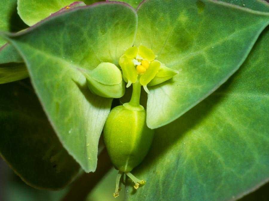 Euphorbia 8.jpg