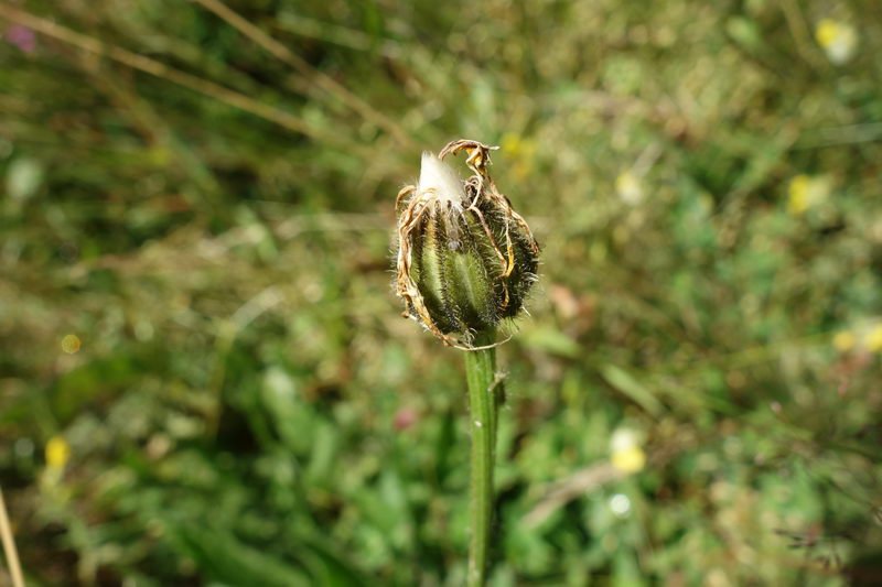 Crepis conyzifolia4.JPG