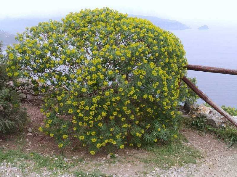 162 - Euphorbia dendroides.jpg