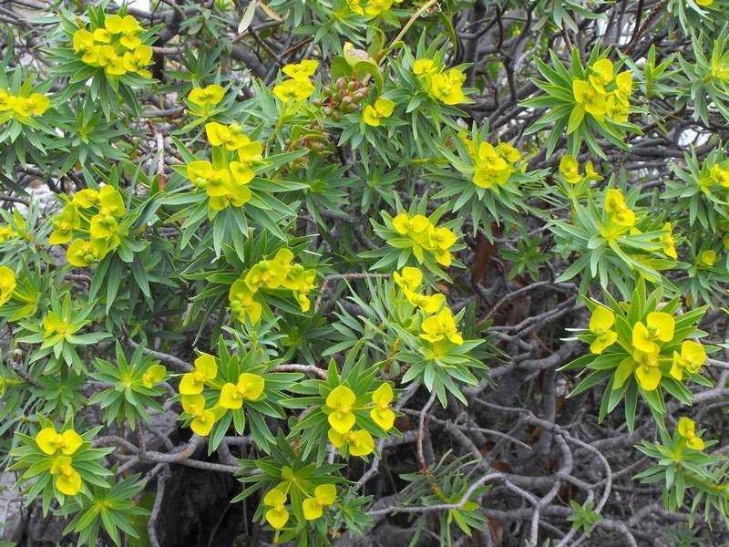 166 - Euphorbia dendroides.jpg