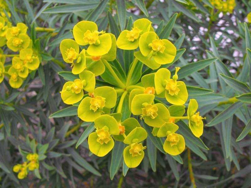 167 - Euphorbia dendroides.jpg