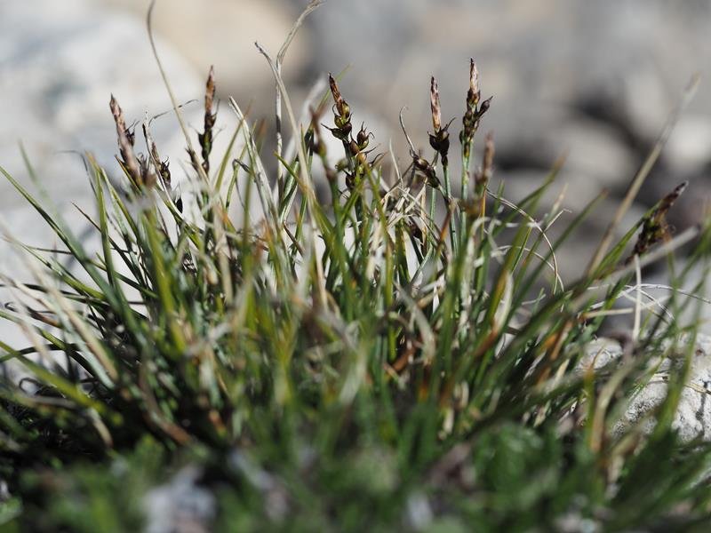 Carex_glacialis_11.JPG
