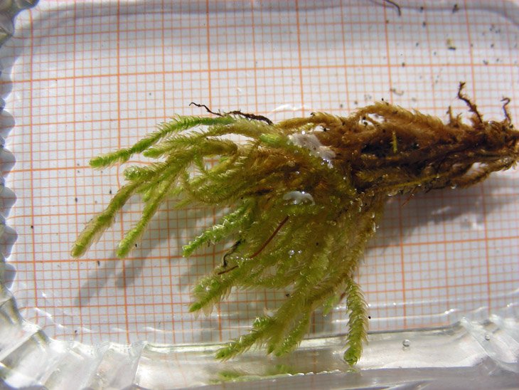 Scorpiurium circinatum (3).JPG