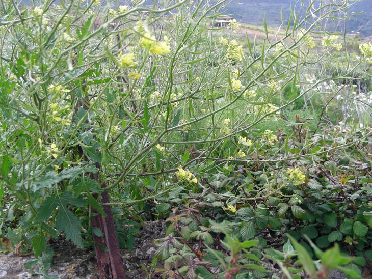 Sinapis alba subsp. mairei  (2).JPG