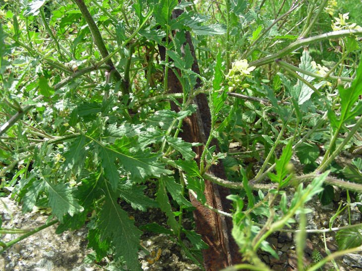 Sinapis alba subsp. mairei  (3).JPG