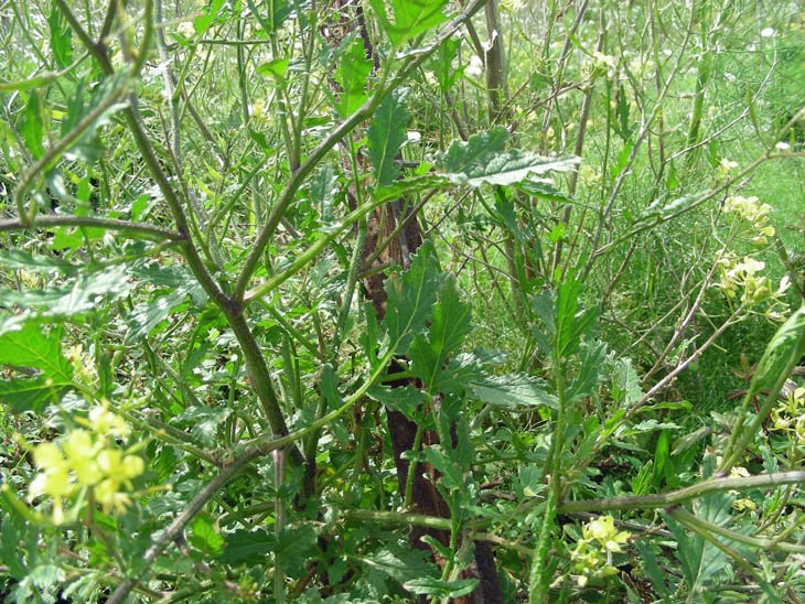 Sinapis alba subsp. mairei  (4).JPG