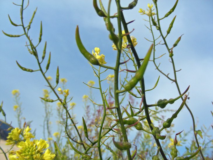 Sinapis alba subsp. mairei  (9).jpg