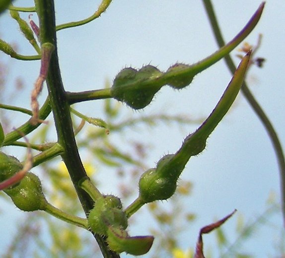 Sinapis alba subsp. mairei  (10).jpg