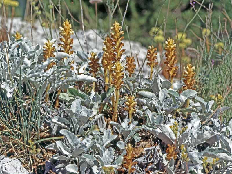 Foto n.1 Gruppo di piante in adiacenza con Jacobaea ambigua subsp. nebrodensis (Guss.) Peruzzi &amp; N.G. Passal. &amp; C.E. Jarvis