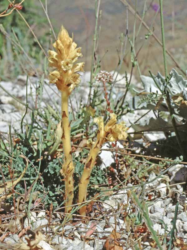 Pianta  in prossimità di  [i]Jacobaea ambigua[/i] subsp. [i]nebrodensis[/i] (Guss.) Peruzzi &amp; N.G. Passal. &amp; C.E. Jarvis.