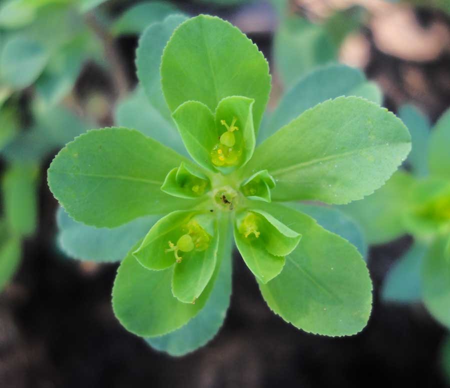 Euphorbia-helioscopia-L..jpg