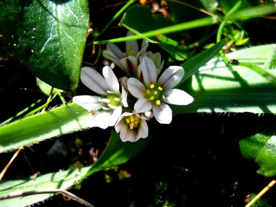 Allium-chamaemoly-L..jpg