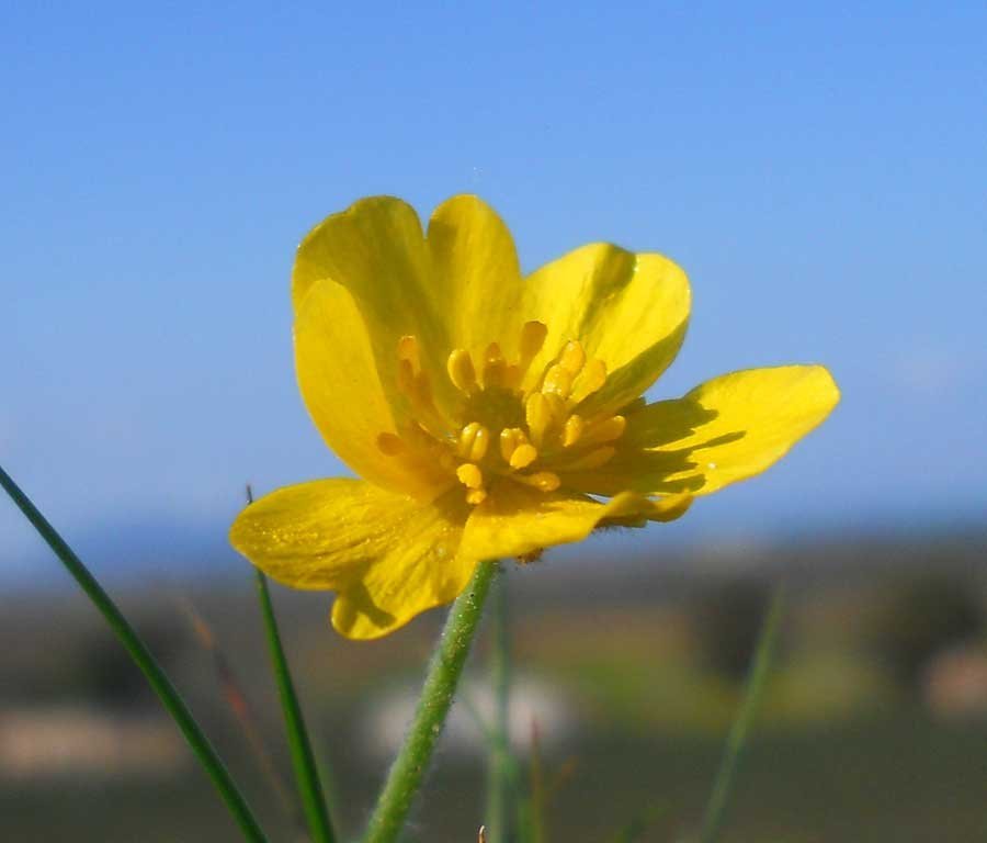 Ranunculus-bullatus-L..jpg