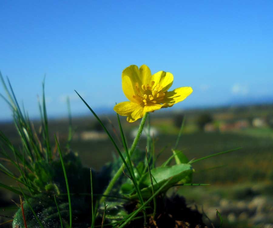 Ranunculus-bullatus-L..jpg