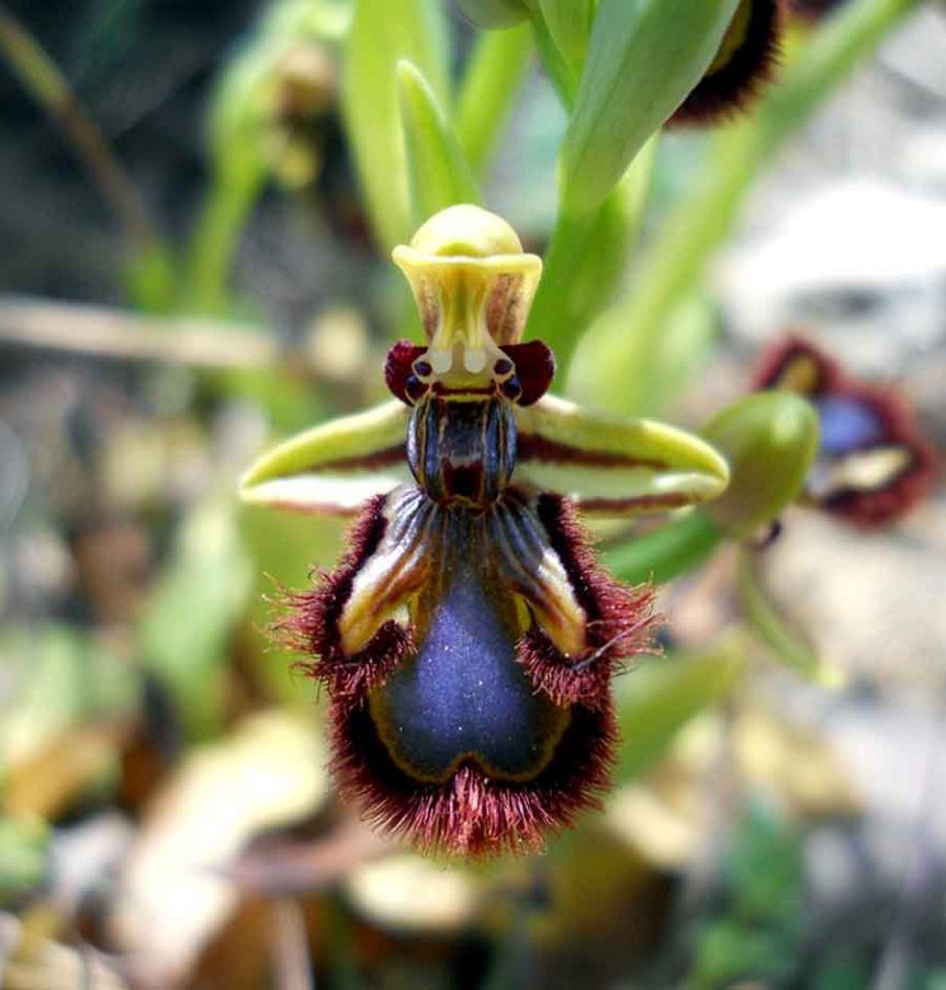 Ophrys-speculum-Link..jpg