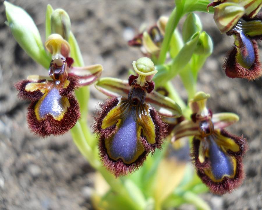 Ophrys-speculum-Link-2.jpg