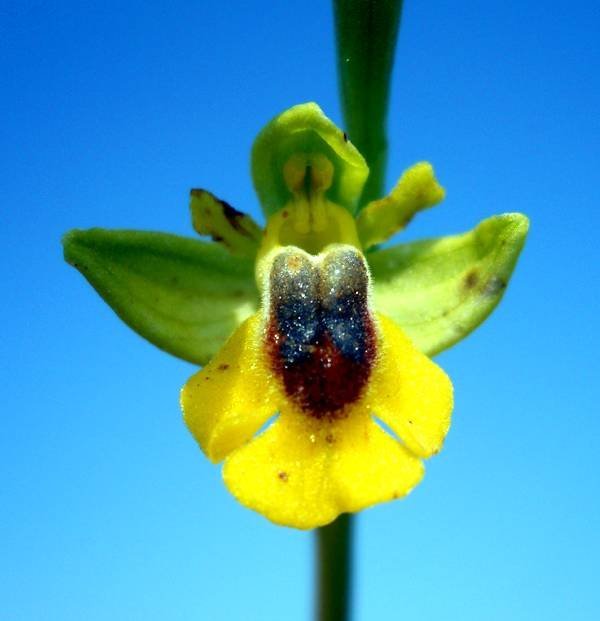 Ophrys-lutea-Cav (another copy)..jpg