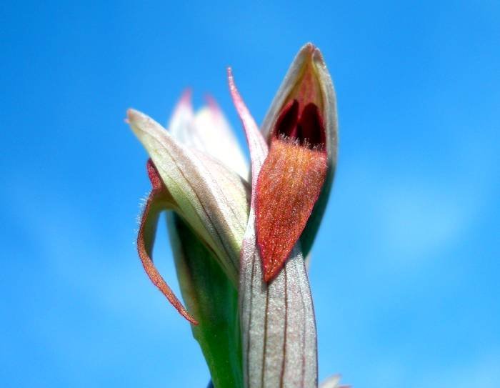 Serapias-parviflora-Parl (another copy)..jpg