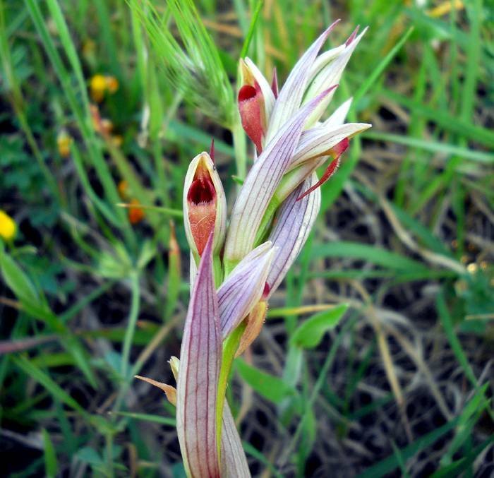 Serapias-parviflora-Parl (copy)..jpg