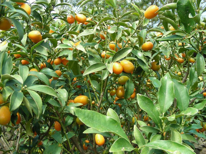 Citrus japonica (1).JPG