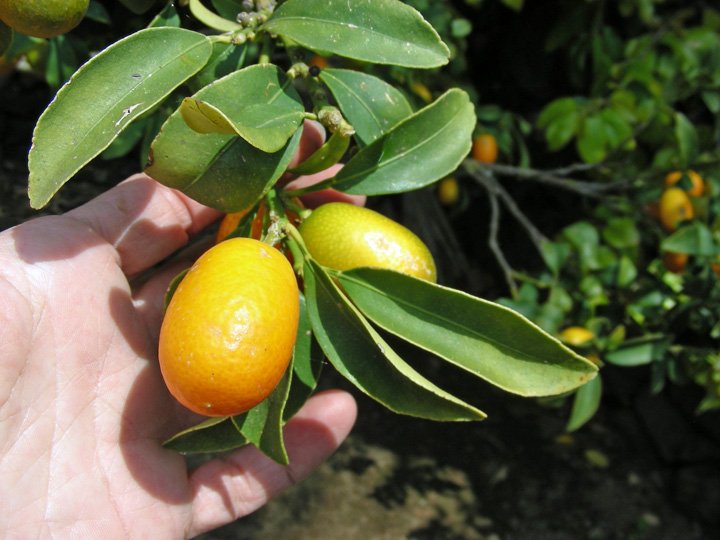 Citrus japonica (2).JPG