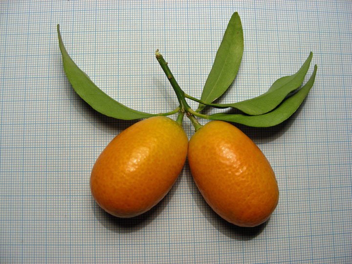 Citrus japonica (4).JPG