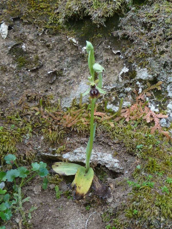 210407 Ophrys.JPG