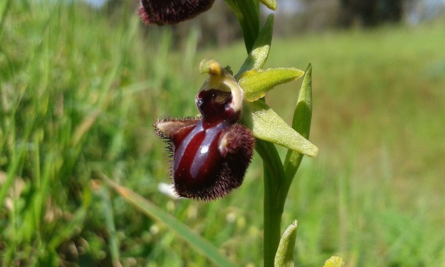 Ophrys incubacea Bianca.jpg
