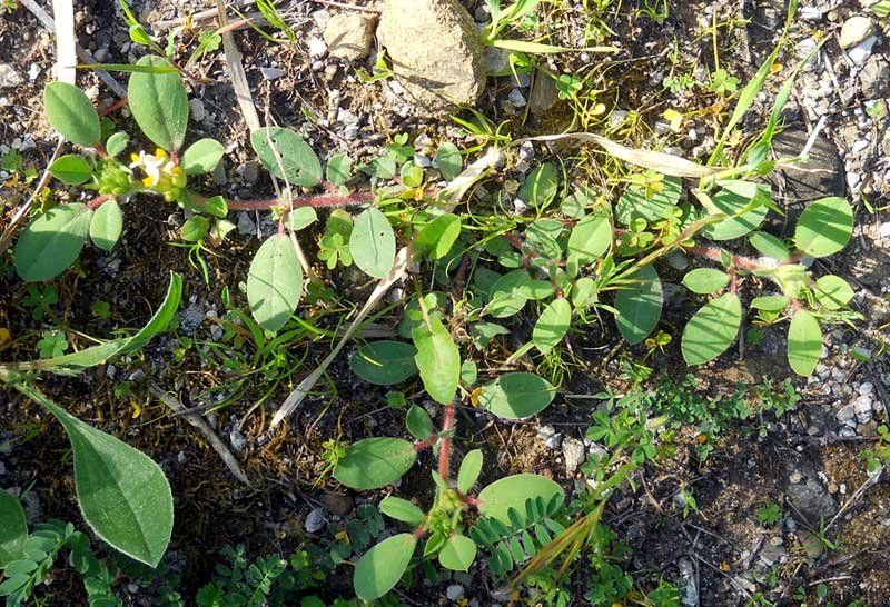 Tripodion-tetraphyllum-(L.).jpg