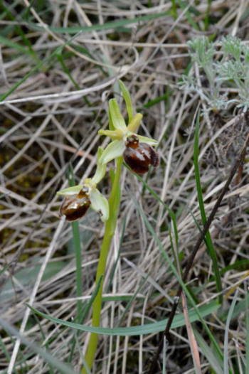 1 DSC_7522 Ophrys sphegodes.jpg